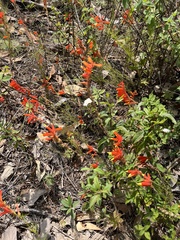 Castilleja tenuiflora