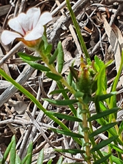 Adenandra uniflora