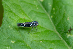 Macugonalia leucomelas