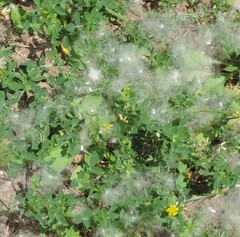 Medicago lupulina