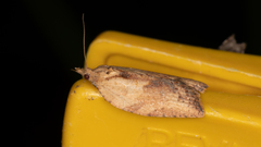 Epiphyas postvittana