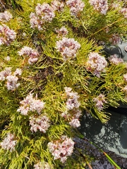 Serruria ascendens