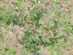 Medicago lupulina