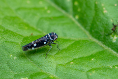 Macugonalia leucomelas