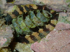 Onithochiton quercinus