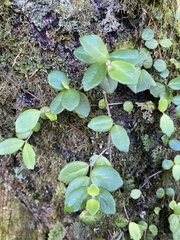 Sarmienta scandens
