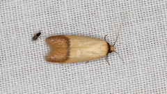 Tachystola stenoptera