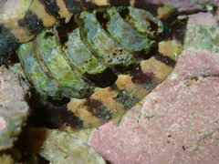 Onithochiton quercinus