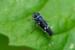 Macugonalia leucomelas