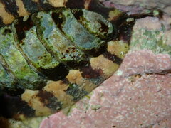 Onithochiton quercinus