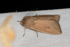 Mythimna convecta