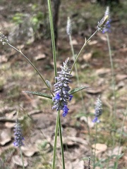 Salvia lavanduloides