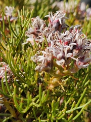 Serruria ascendens