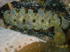 Onithochiton quercinus