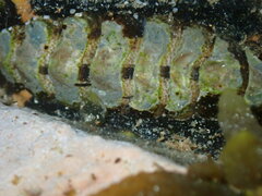 Onithochiton quercinus