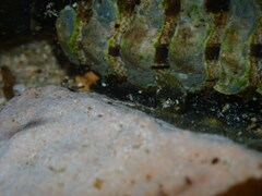 Onithochiton quercinus