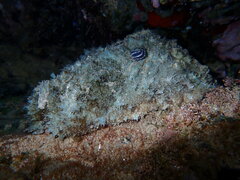 Dolabella auricularia