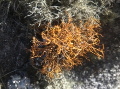 Teloschistes flavicans
