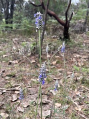 Salvia lavanduloides