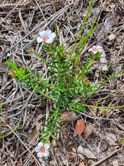 Adenandra uniflora