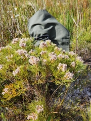Serruria ascendens