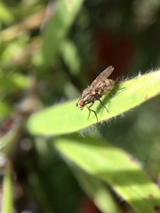 Anthomyia punctipennis