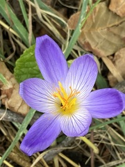 Crocus speciosus