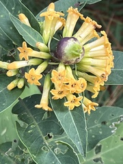 Cestrum aurantiacum