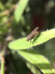 Anthomyia punctipennis