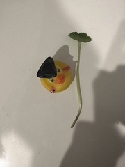 Hydrocotyle ranunculoides