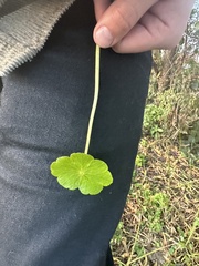 Hydrocotyle ranunculoides