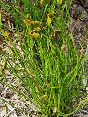 Schizaea pectinata