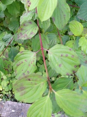 Sphaerulina cornicola