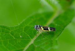 Macugonalia leucomelas