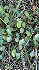 Hydrocotyle ranunculoides