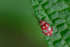 Omophoita sexnotata