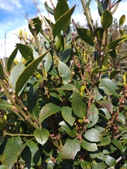 Maytenus magellanica