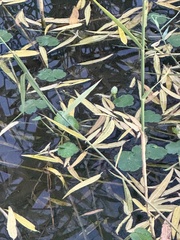 Hydrocotyle ranunculoides