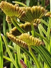 Schizaea pectinata