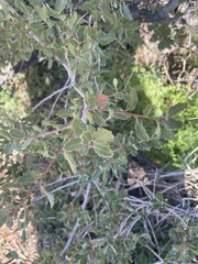 Quercus cornelius-mulleri