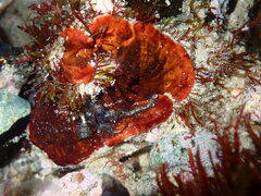 Ophiothrix