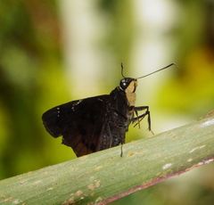 Iliana purpurascens