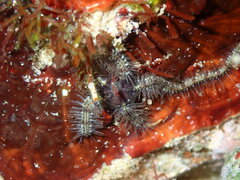 Ophiothrix