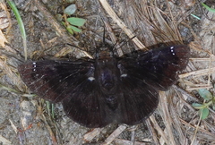 Iliana purpurascens