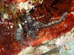 Ophiothrix