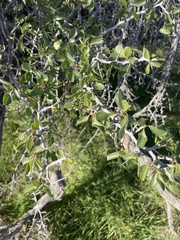 Pseudoziziphus parryi