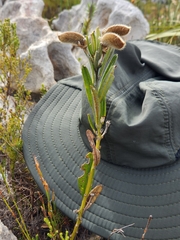 Podalyria oleifolia