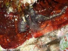 Ophiothrix
