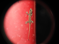 Hemidactylus garnotii