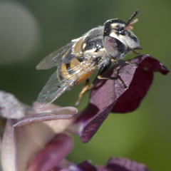 Copestylum marginatum